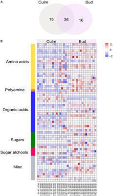 Metabolite Profiles of Sugarcane Culm Reveal the Relationship Among Metabolism and Axillary Bud Outgrowth in Genetically Related Sugarcane Commercial Cultivars